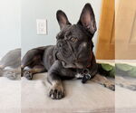 Small #2 French Bulldog
