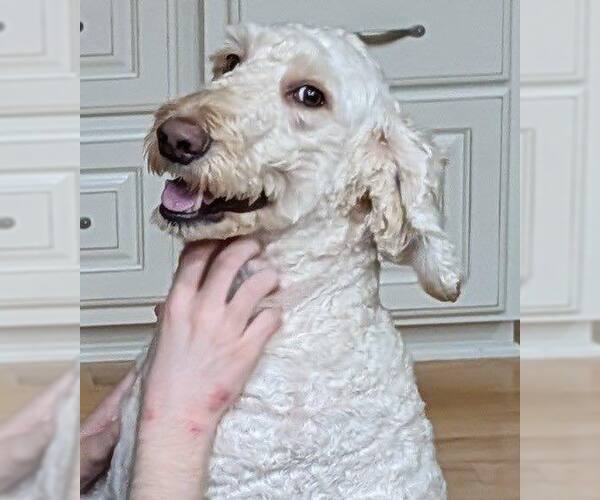 Medium Photo #7 Poodle (Standard) Puppy For Sale in Sioux Falls, SD, USA