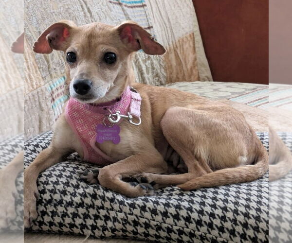 Medium Photo #1 Dachshund-Unknown Mix Puppy For Sale in Mundelein, IL, USA