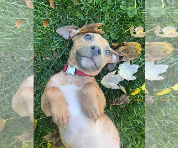 Medium Photo #2 American Pit Bull Terrier-Unknown Mix Puppy For Sale in Germantown, OH, USA