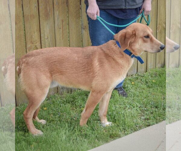 Medium Photo #3 Golden Shepherd Puppy For Sale in Huntley, IL, USA