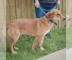 Small #2 Golden Shepherd