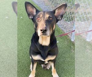 German Shepherd Dog-Unknown Mix Dogs for adoption in Fayetteville, NC, USA