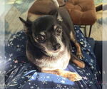 Small #2 Chihuahua