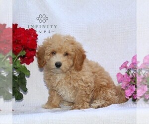 Bichpoo Puppy for sale in RISING SUN, MD, USA