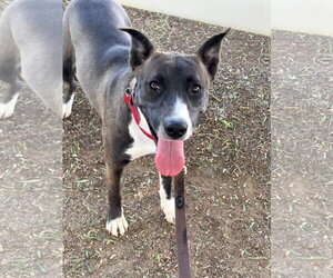 Selina - Female Labrador Retriever-Unknown Mix Dog for Adoption - Photo #2