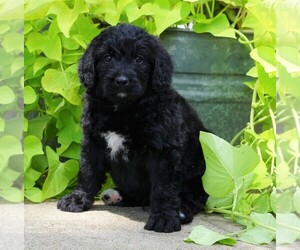 Bernedoodle Puppy for sale in FREDERICKSBG, OH, USA