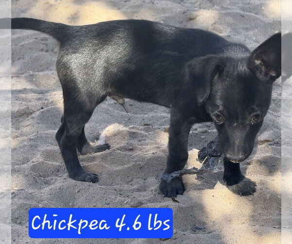 Medium Photo #2 Chihuahua-Unknown Mix Puppy For Sale in Peralta, NM, USA
