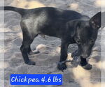 Small #1 Chihuahua Mix
