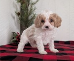 Small #2 Cavapoo (Miniature)