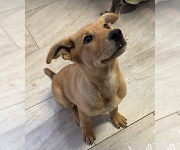 Medium Photo #1 German Shepherd Dog-Unknown Mix Puppy For Sale in Alexander, AR, USA