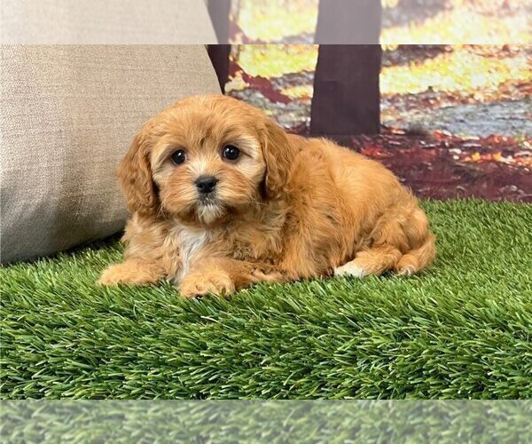 Medium Photo #1 Cavapoo Puppy For Sale in GLEN SAINT MARY, FL, USA