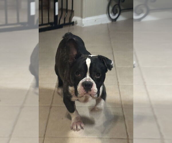 Medium Photo #1 Bulldog-Unknown Mix Puppy For Sale in Brewster, NY, USA