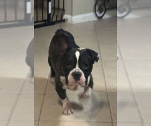 Bulldog-Unknown Mix Dogs for adoption in Brewster, NY, USA