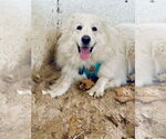 Small #7 Great Pyrenees