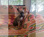 Small #5 German Shepherd Dog Mix