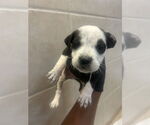 Small #2 American Pit Bull Terrier