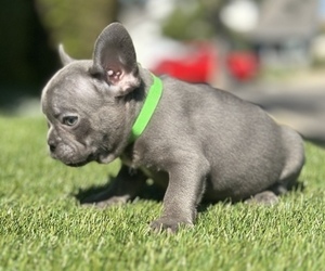 French Bulldog Puppy for sale in SAN JOSE, CA, USA