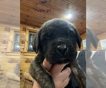 Small Photo #1 Mastiff Puppy For Sale in FRAZIERS BOTTOM, WV, USA