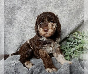Labradoodle Puppy for sale in FREDERICKSBURG, OH, USA
