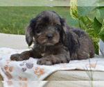 Small #2 Cavapoo