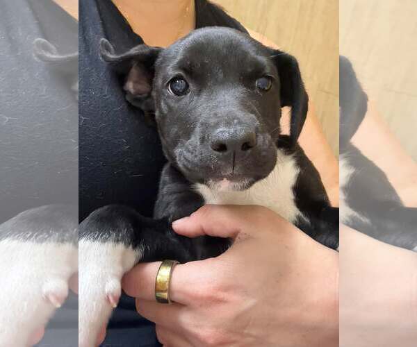 Medium Photo #2 Pointer-Unknown Mix Puppy For Sale in Pompano Beach , FL, USA