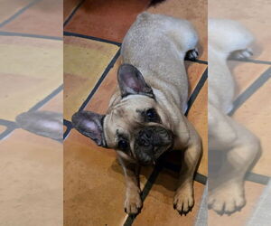 French Bulldog Dogs for adoption in Brights Grove, Ontario, Canada