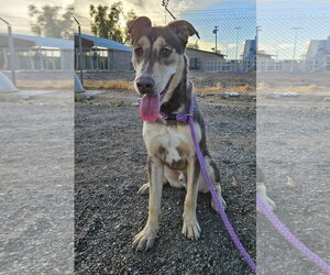 Rocket - Male Doberman Pinscher-Unknown Mix Dog for Adoption - Photo #3
