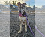 Small #2 Doberman Pinscher-Siberian Husky Mix