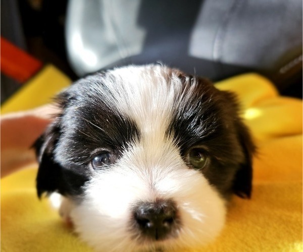 Medium Photo #12 Shih Apso Puppy For Sale in GOODYEAR, AZ, USA