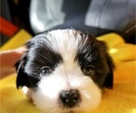 Small Photo #12 Shih Apso Puppy For Sale in GOODYEAR, AZ, USA