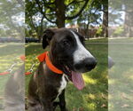 Small #5 Great Dane-Labrador Retriever Mix