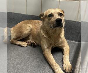 Mutt Dogs for adoption in San Antonio, TX, USA