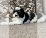 Small Photo #1 Cavapoo Puppy For Sale in RICHMOND, IL, USA
