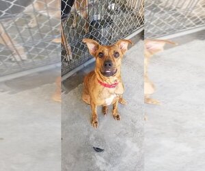 Avia - Female American Staffordshire Terrier-Boxer Mix Dog for Adoption - Photo #2
