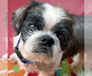Shih Tzu Dogs for adoption in Arlington, VA, USA