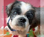 Small Shih Tzu