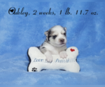 Small Photo #15 Pomsky Puppy For Sale in RAMONA, CA, USA