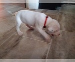 Small Photo #6 Dogo Argentino Puppy For Sale in RYAN, OK, USA