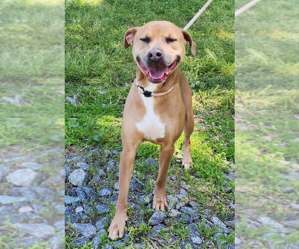 Medium Photo #1 Mutt Puppy For Sale in Wetumpka, AL, USA