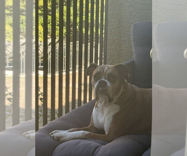 Medium Photo #23 Boxer Puppy For Sale in Austin, TX, USA