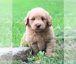 Small Photo #2 Labradoodle Puppy For Sale in SYRACUSE, IN, USA