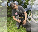 Small #2 American Pit Bull Terrier-Labrador Retriever Mix