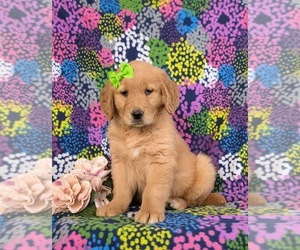 Golden Retriever Puppy for sale in CHRISTIANA, PA, USA