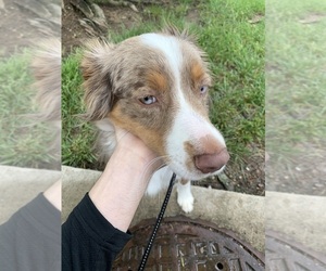 Miniature Australian Shepherd Puppy for sale in HOUSTON LAKE, MO, USA