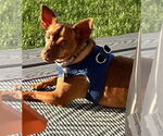 Small Photo #3 Chiweenie Puppy For Sale in Princeton, MN, USA
