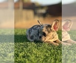 Small #4 French Bulldog