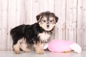 Morkie Puppy for sale in MOUNT VERNON, OH, USA