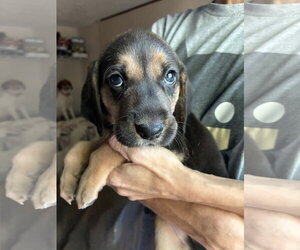 Coonhound-Unknown Mix Dogs for adoption in Holly Springs, NC, USA