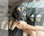Moe - Brinley's Litter - Male Coonhound-Unknown Mix Dog for Adoption - Small photo